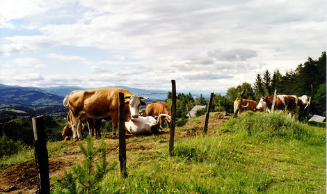 Mein Traummann? Ein feuriger Stier, natürlich!