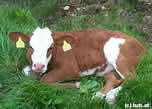 Marie ist heute faul